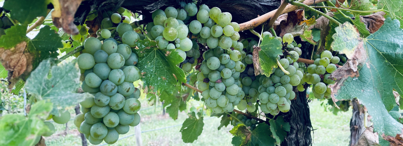 Cael’s Gate white grapes on the vineyard 